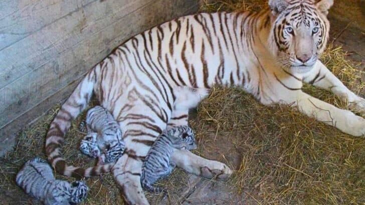 Four Adorable Newborn White Tiger Cubs Born in Tbilisi Zoo