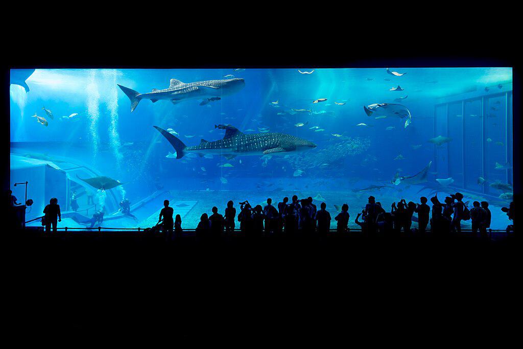 Aquarium von Okinawa