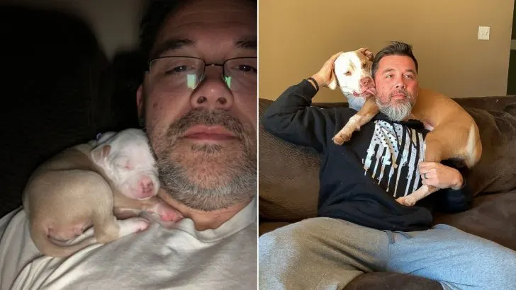 Pitbull Loves To Nap On Dad’s Shoulder – Even when She’s Grown Up!