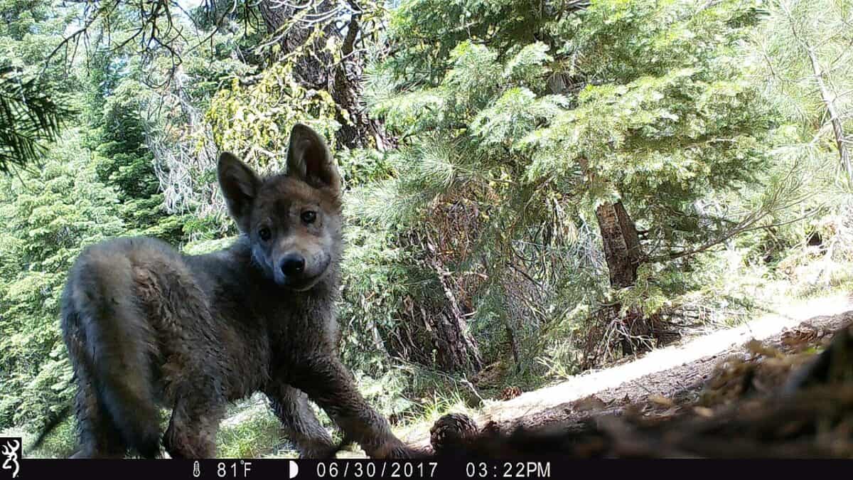 wolf cub