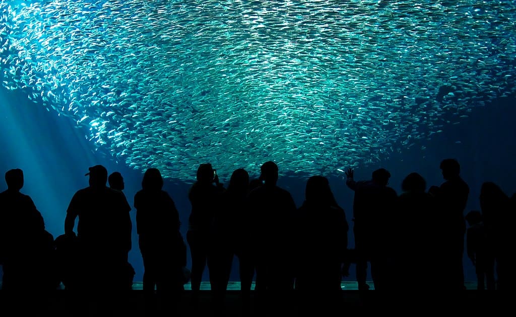 Monterey Bay Aquarium