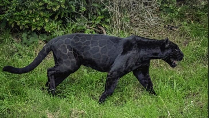 Chester Zoo Welcomes Rare Jaguar Inka