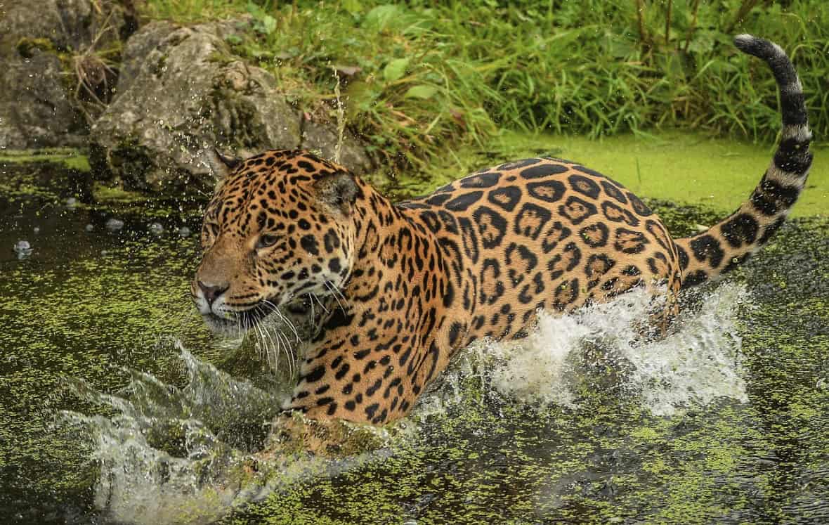 Inka has been carefully selected as a fitting companion for Chester&rsquo;s resident male jaguar, Napo &ndash; above. Copyright Chester Zoo