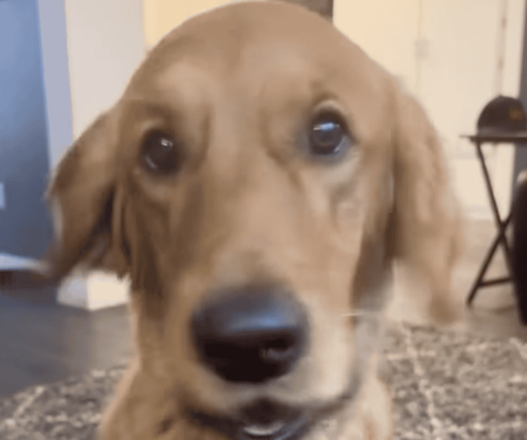 Un chien secoue la tête pour dire non Animaux du monde entier