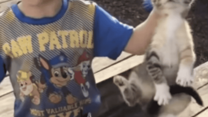 Boy Mistakes A Kitten For A Raccoon