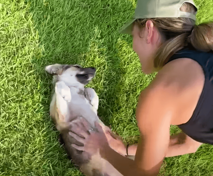 Pro Athlete Rescues Stray Dog Who Kept Showing Up To Practice