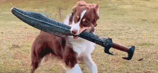 Have You Ever Seen A Sword Fighting Dog?