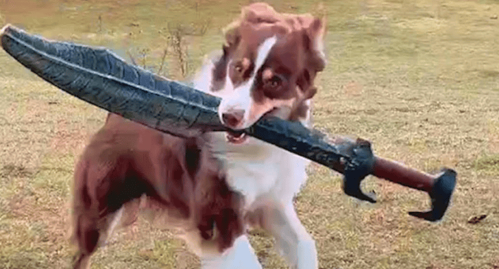 Have You Ever Seen A Sword Fighting Dog?