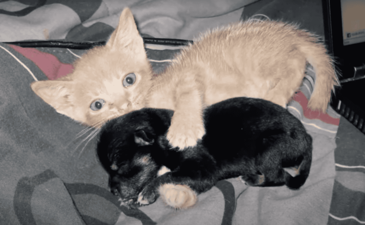 abandoned kitten and orphaned puppy
