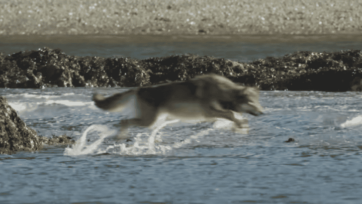 These Wolves Catch Their Food In The Sea