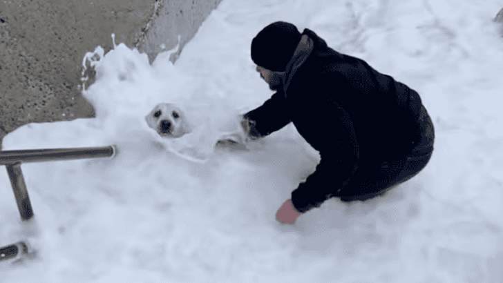 Stranger Rescues A Dog Stranded by Waves