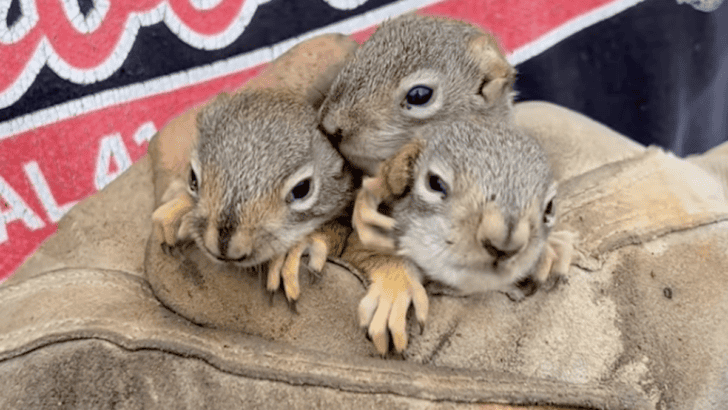 Saving Baby Squirrels From A Construction Site