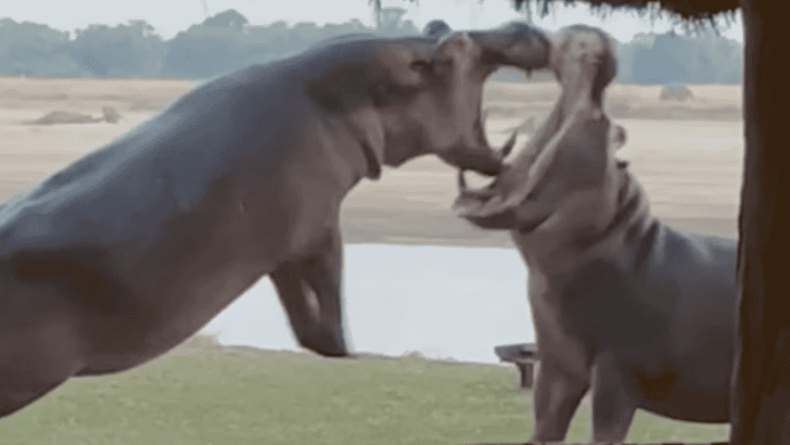 Watch: Two Hippos Engage in Intense Battle Within Private Camp 