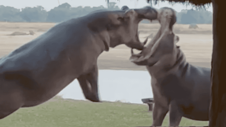 Two Hippos Engage in Intense Battle Within Private Camp