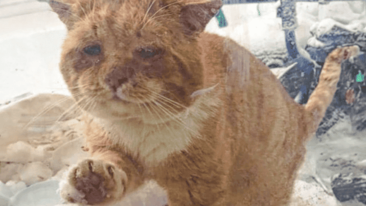 Freezing Cat Asks for Shelter