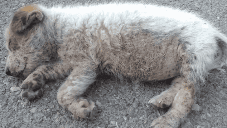 Lonely Puppy Found Sleeping in The Middle Of The Road