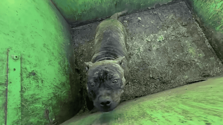 Pedestrians in America Finds Dog Trapped Inside A Dumpster