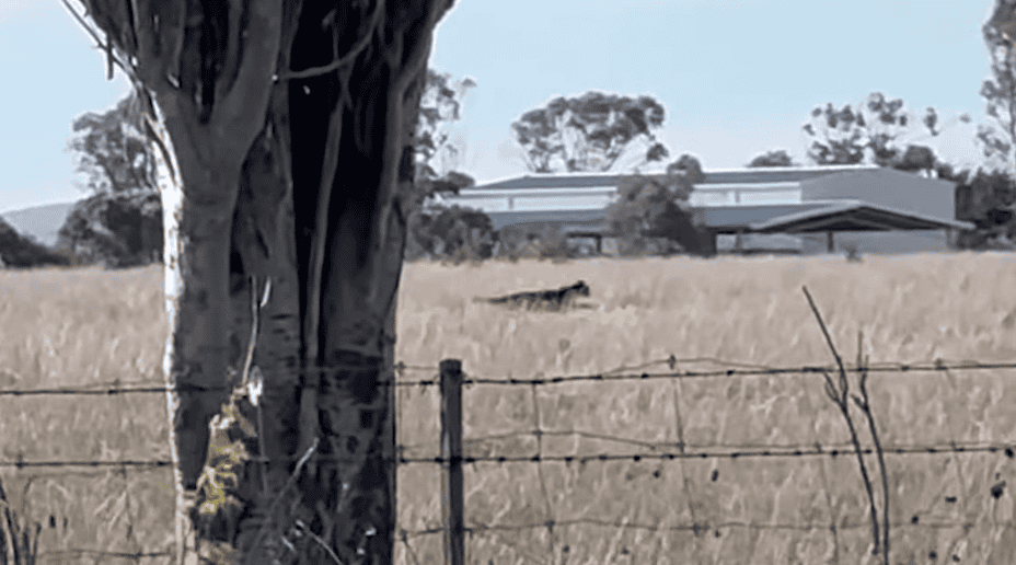 Rare Footage Of Black Panther Running Through Victoria. Image by Australian Community Media via YouTube