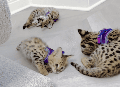 This is What Happens When You Harness Train Kittens