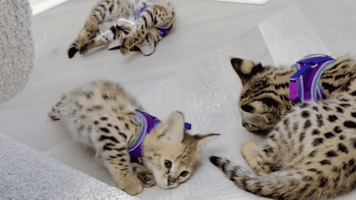 This is What Happens When You Harness Train Kittens