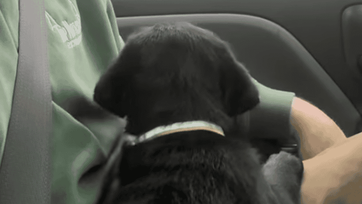Man Surprises His Family With A Labrador Puppy