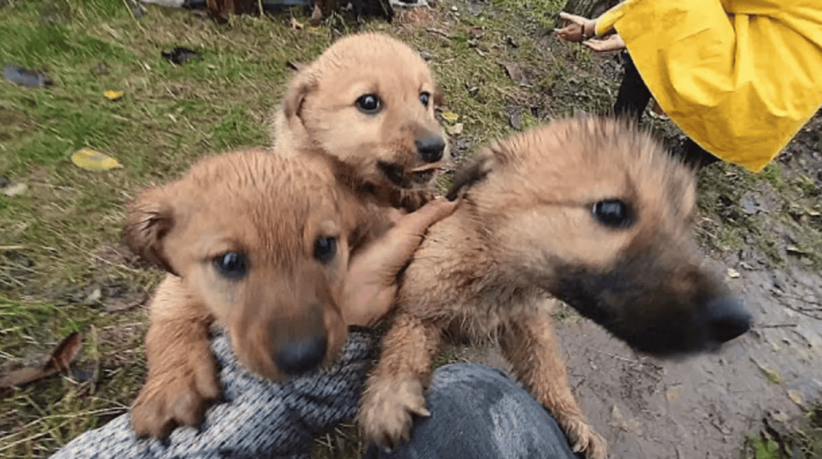 Puppies Begged Woman To Save Them