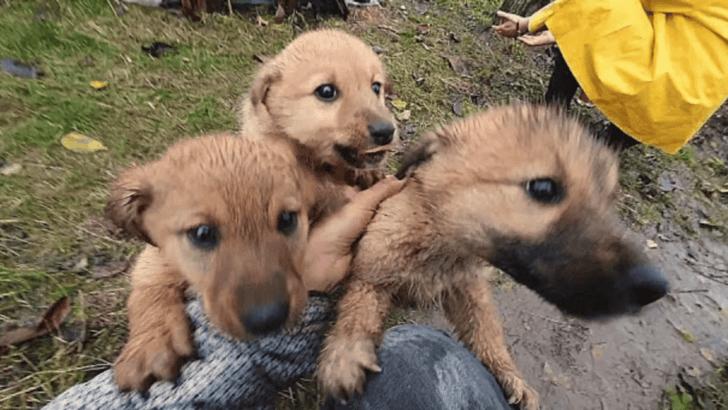Puppies Begged Woman To Save Them
