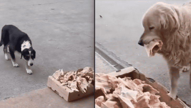 Butcher Leaves Leftovers Outside Every Day For Stray Dogs