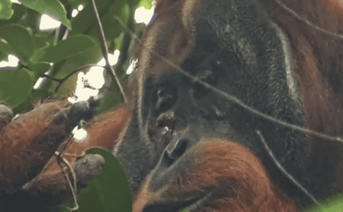 First Documentary Of A Wild Orangutan Using Plants To Heal A Wound