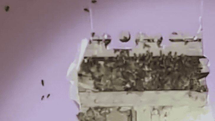Monster in Child’s Room Turns Out To Be A Hive Of 60 000 Bees
