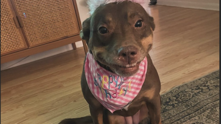 Pup Couldn’t Stop Smiling At Her Very Own Party!