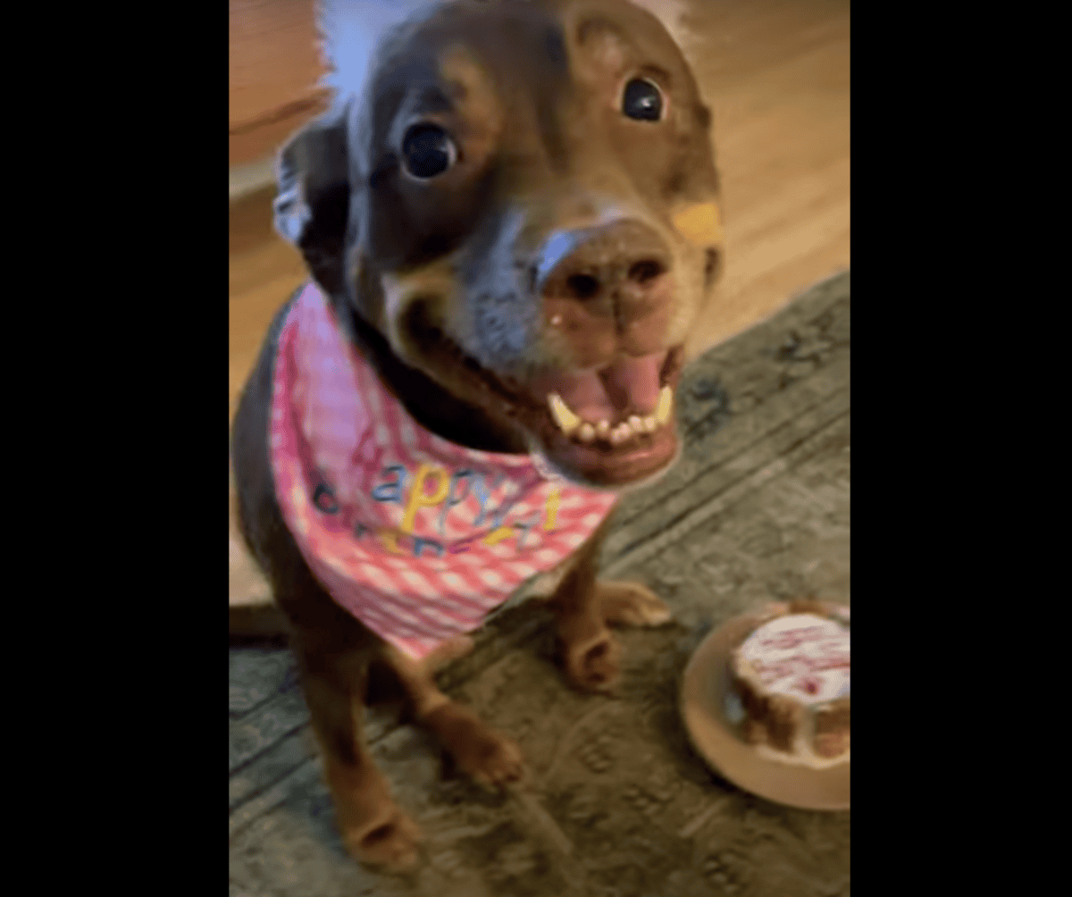 Pup Couldn’t Stop Smiling At Her Very Own Party!
