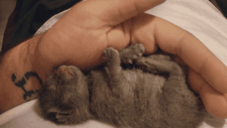Abandoned Newborn Kitten Rescued by Artist From Rooftop in California