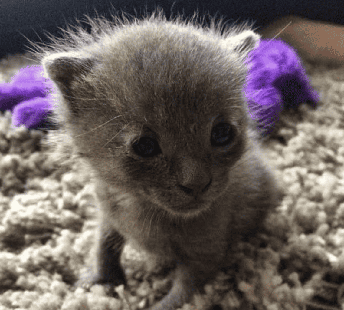 Rescued Kitten