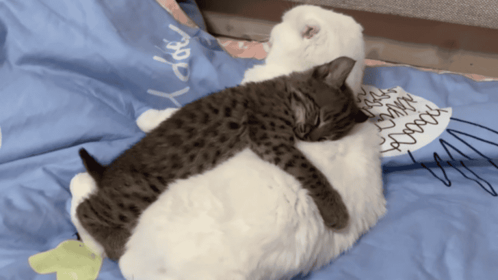 Baby Lynx Steals Hearts in Viral Cat Video