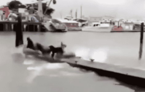 Dog Chases Sea Lions Off Of A Dock