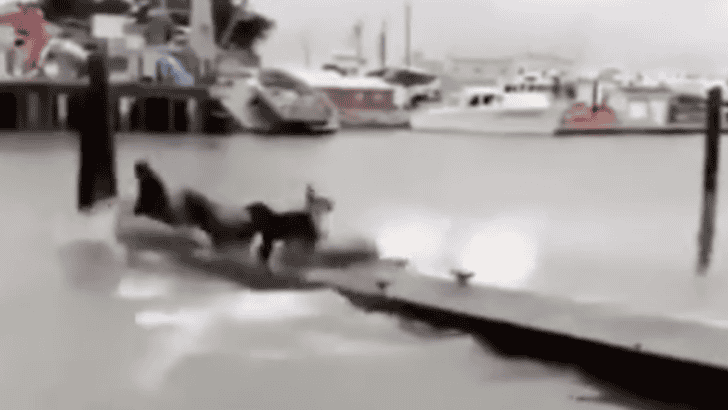 Dog Chases Sea Lions Off Of A Dock