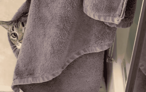 Cat’s New Favorite Hiding Spot In A Towel