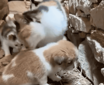Cat Adopted A Puppy Along With Her Own Kittens