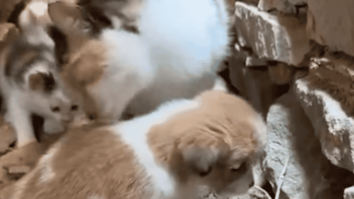 Cat Adopted A Puppy Along With Her Own Kittens