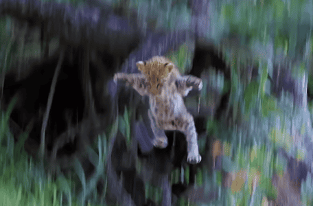 Leopard Cub Jumps Out Of A Tree To Sneak Up On Its Mom