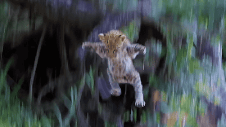 Leopard Cub Jumps Out Of A Tree To Sneak Up On Its Mom