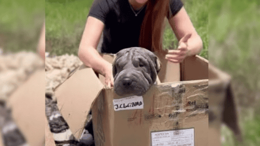 Blind Mom Dog Dumped In Landfill Refuses To Leave A Box Hoping To Be Reunited With Her Babies