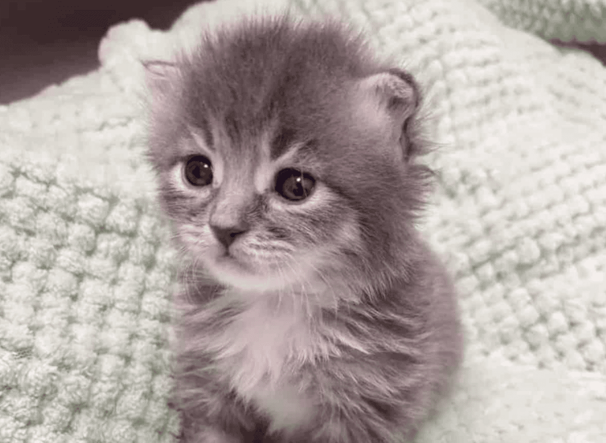 Fragile Kitten Purrs Her Way Into Recovery And Becomes A Happy Fluff Ball. Image by Babykittenrescue via Instagram
