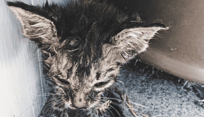Kitten Saved by a Women and her Rescue Dog Named Gatsby