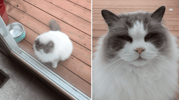 Ragdoll Finds Love Again After Being Left Behind By His Family