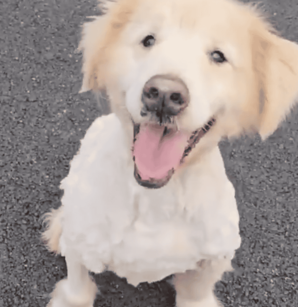 Dog Spent 10 Years Leashed Near A Cliff. Image by we.a.c.t via Instagram