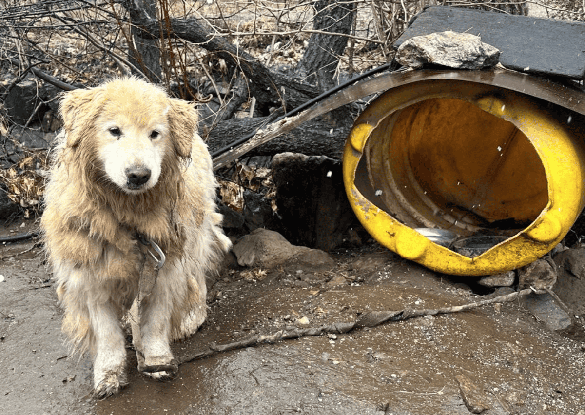 Dog Spent 10 Years Leashed Near A Cliff. Image by we.a.c.t via Instagram