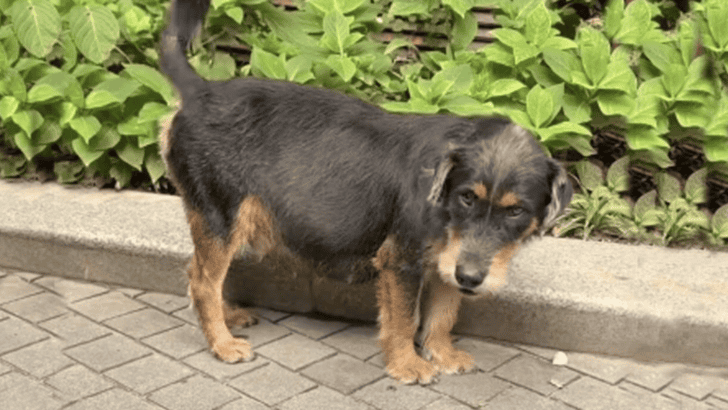 Strangers Save Abandoned Pregnant Dog Carrying 11 Puppies