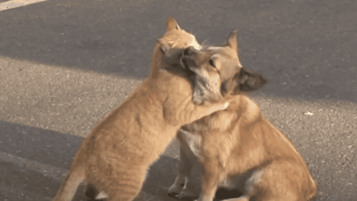 An Abandoned Dog and a Stray Cat Forge an Unlikely Friendship